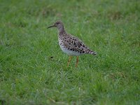 Calidris pugnax 63, Kemphaan, Saxifraga-Luuk Vermeer