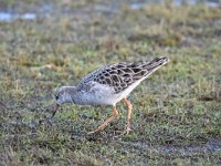 Calidris pugnax 70, Kemphaan, Saxifraga-Luuk Vermeer