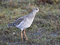 Calidris pugnax 73, Kemphaan, Saxifraga-Luuk Vermeer