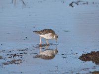 Calidris pugnax 74, Kemphaan, Saxifraga-Luuk Vermeer