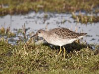 Calidris pugnax 76, Kemphaan, Saxifraga-Luuk Vermeer