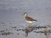 Calidris pugnax 77, Kemphaan, Saxifraga-Luuk Vermeer