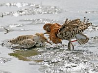 Calidris pugnax 8, display, Kemphaan, Saxifraga-Piet Munsterman