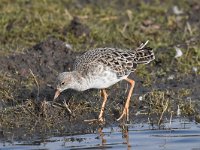 Calidris pugnax 80, Kemphaan, Saxifraga-Luuk Vermeer