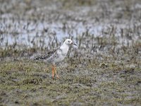 Calidris pugnax 84, Kemphaan, Saxifraga-Luuk Vermeer