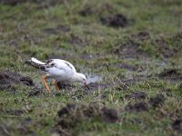 Calidris pugnax 85, Kemphaan, Saxifraga-Luuk Vermeer