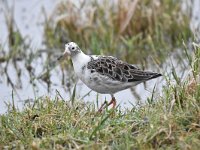 Calidris pugnax 96, Kemphaan, Saxifraga-Luuk Vermeer