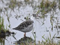 Calidris pugnax 97, Kemphaan, Saxifraga-Luuk Vermeer