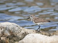 Calidris pusilla 2, Grijze strandloper, Saxifraga-Tom Heijnen