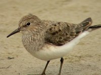 Calidris temminckii 7, Temmincks strandloper, Saxifraga-Iztok Skornik