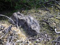 Caprimulgus europaeus 11, Nachtzwaluw, juvenile, Saxifraga-Mark Zekhuis