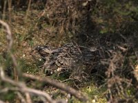 Caprimulgus europaeus 2, Nachtzwaluw, Saxifraga-Luc Hoogenstein