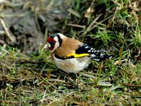 Carduelis carduelis 12, Putter, Saxifraga-Piet Munsterman