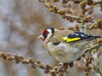 Carduelis carduelis 17, Putter, Saxifraga-Rik Kruit