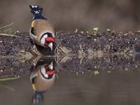 Carduelis carduelis 19, Putter, Saxifraga-Mark Zekhuis