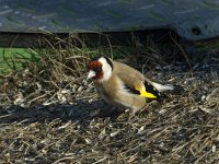 Carduelis carduelis 2, Putter, Saxifraga-Jan van der Straaten