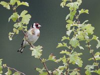 Carduelis carduelis 22, Putter, Saxifraga-Mark Zekhuis