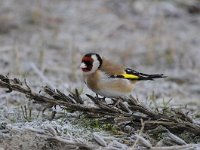 Carduelis carduelis 45, Putter, Saxifraga-Luuk Vermeer