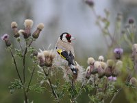 Carduelis carduelis 48, Putter, Saxifraga-Luuk Vermeer