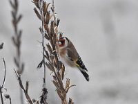 Carduelis carduelis 53, Putter, Saxifraga-Luuk Vermeer