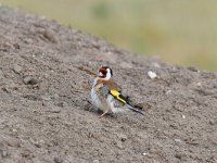 Carduelis carduelis 63, Putter, Saxifraga-Luuk Vermeer