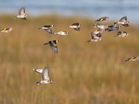 Carduelis carduelis 69, Putter, Saxifraga-Mark Zekhuis