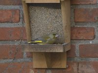 Carduelis chloris 11, Groenling, male, Saxifraga-Willem van Kruijsbergen