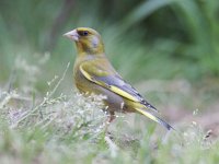 Carduelis chloris 25, Groenling, Saxifraga-Mark Zekhuis