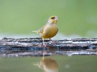 Carduelis chloris 28, Groenling, Saxifraga-Luuk Vermeer