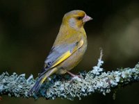 Carduelis chloris 32, Groenling, Saxifraga-Luuk Vermeer