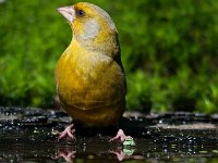 Carduelis chloris 33, Groenling, Saxifraga-Luuk Vermeer