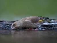 Carduelis chloris 35, Groenling, Saxifraga-Luuk Vermeer