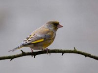 Carduelis chloris 37, Groenling, Saxifraga-Luuk Vermeer