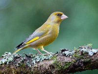 Carduelis chloris 39, Groenling, Saxifraga-Luuk Vermeer