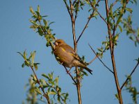 Carduelis chloris 44, Groenling, Saxifraga-Luuk Vermeer