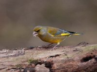 Carduelis chloris 51, Groenling, Saxifraga-Luuk Vermeer