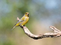 Carduelis chloris 54, Groenling, Saxifraga-Luuk Vermeer