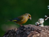 Carduelis chloris 56, Groenling, Saxifraga-Luuk Vermeer