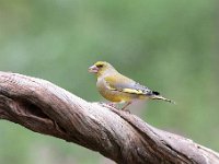 Carduelis chloris 60, Groenling, Saxifraga-Luuk Vermeer