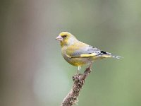 Carduelis chloris 61, Groenling, Saxifraga-Luuk Vermeer