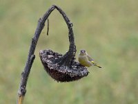 Carduelis chloris 69, Groenling, Saxifraga-Luuk Vermeer