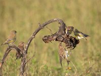 Carduelis chloris 78, Groenling, Saxifraga-Luuk Vermeer