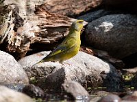 Carduelis chloris 87, Groenling, Saxifraga-Luuk Vermeer