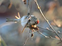 Carduelis flammea 10, Barmsijs, male, Saxifraga-Jan C. van der Straaten