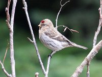 Carduelis flammea 14, Barmsijs, Saxifraga-Bart Vastenhouw