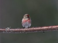 Carduelis flammea 2, Barmsijs, Saxifraga-Arie de Knijff