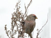 Carduelis flammea 5, Barmsijs, Saxifraga-Piet Munsterman