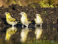 Carduelis spinus 14, Sijs, Saxifraga-Luuk Vermeer