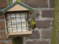 Carduelis spinus 2, Sijs, Saxifraga-Willem van Kruijsbergen