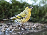 Carduelis spinus 20, Sijs, Saxifraga -Luuk Vermeer